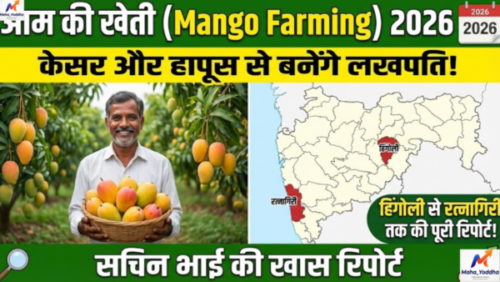 Mango Farming