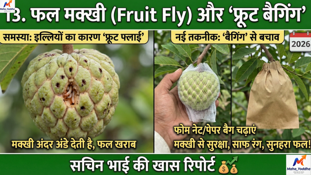 सीताफल की खेती (Custard Apple Farming)