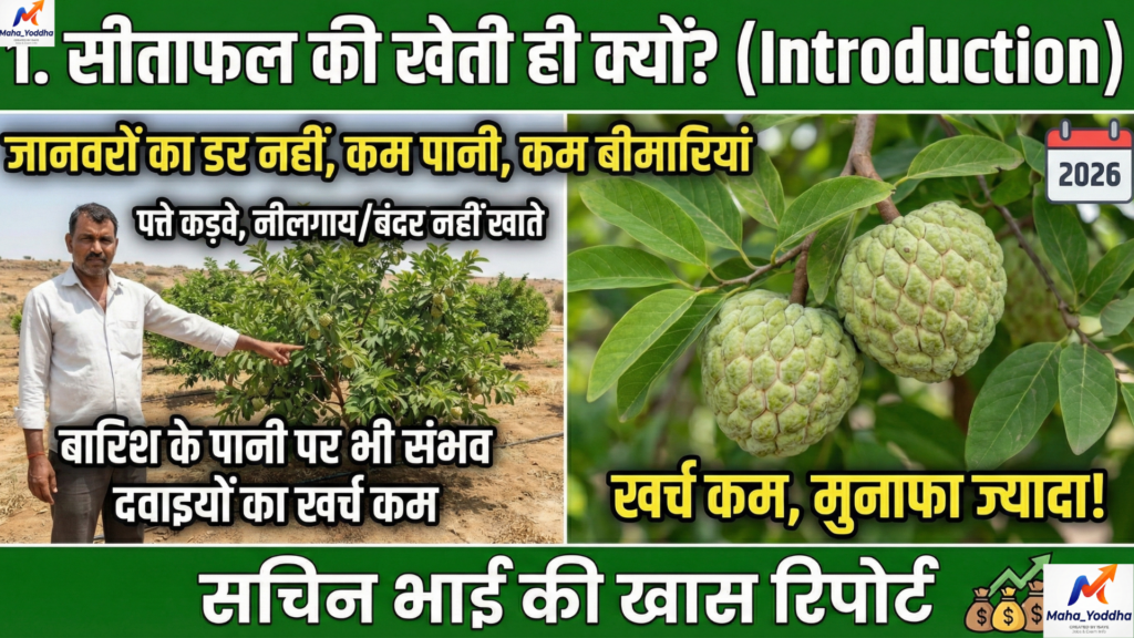 सीताफल की खेती (Custard Apple Farming)