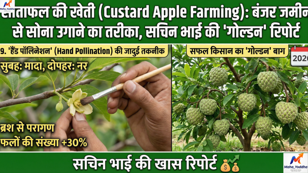 सीताफल की खेती (Custard Apple Farming)