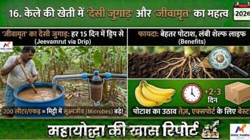 केले की खेती (Banana Farming)