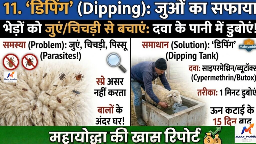 भेड़ पालन (Sheep Farming) 2026: कम पानी में मुनाफेदार मैडगयाल नस्ल की A to Z गाइड