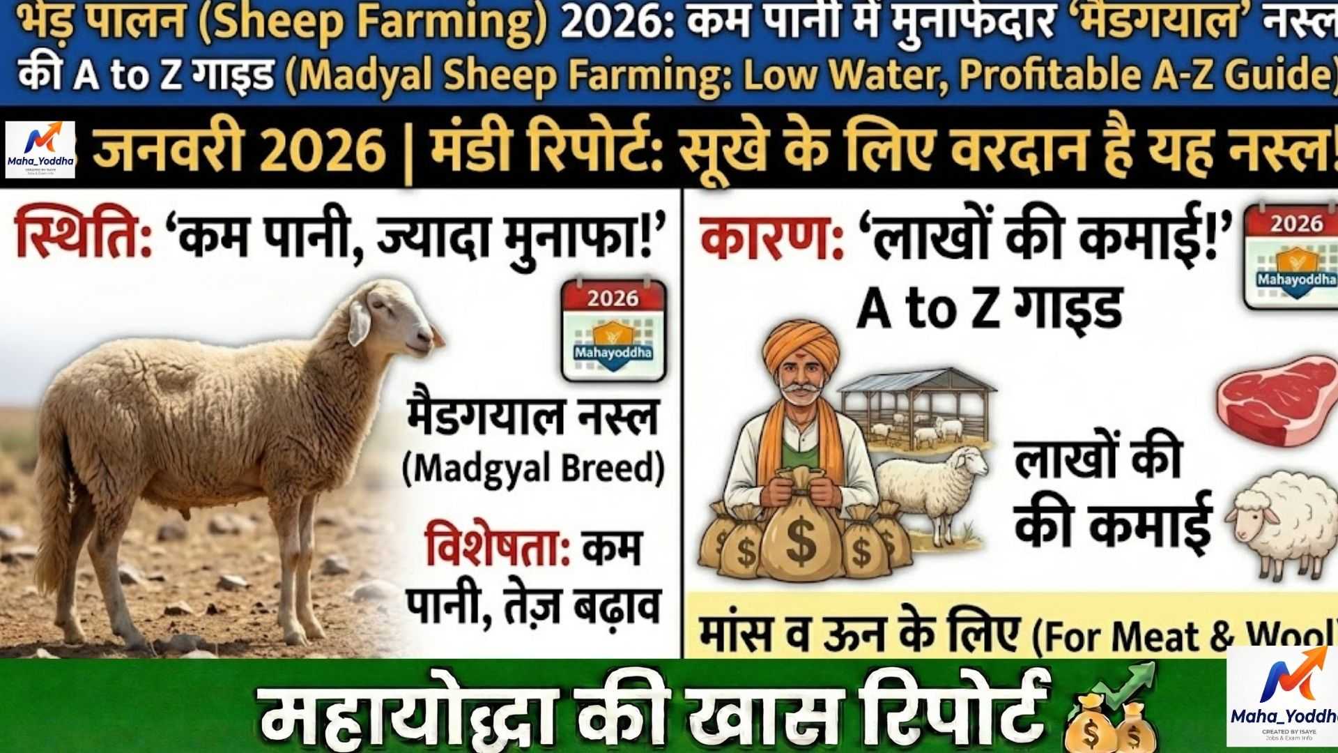 भेड़ पालन (Sheep Farming) 2026: कम पानी में मुनाफेदार मैडगयाल नस्ल की A to Z गाइड