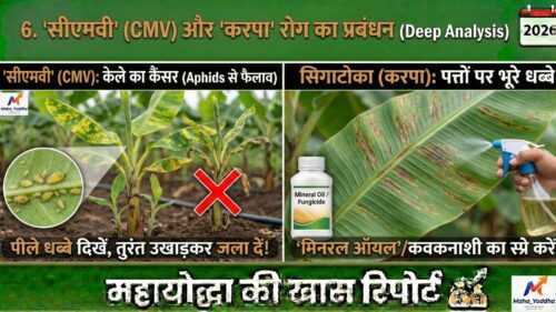 केले की खेती (Banana Farming)