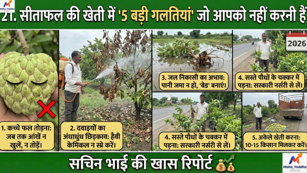 सीताफल की खेती (Custard Apple Farming)