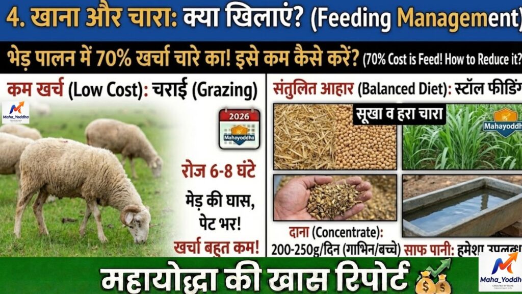 भेड़ पालन (Sheep Farming) 2026: कम पानी में मुनाफेदार मैडगयाल नस्ल की A to Z गाइड