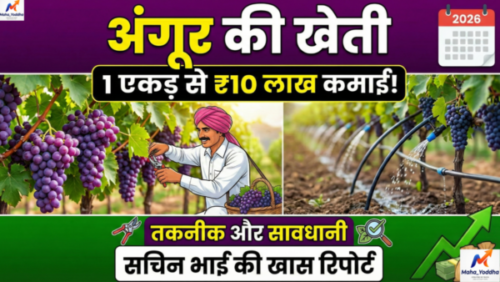 अंगूर की खेती: एक एकड़ से 10 लाख तक की कमाई, तकनीक और सावधानी – सचिन भाई की खास रिपोर्ट