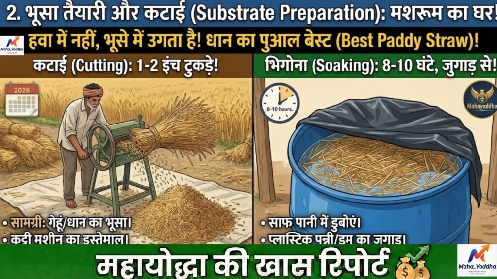 मिल्की मशरूम की खेती (Milky Mushroom Farming): 40°C गर्मी में ‘सफेद सोना’ उगाने का वैज्ञानिक तरीका | 10×10 कमरे से शुरुआत