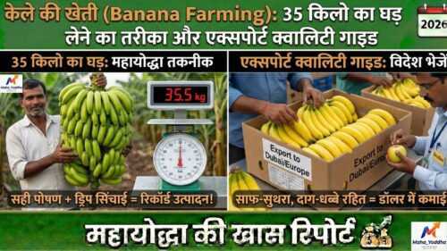केले की खेती (Banana Farming)