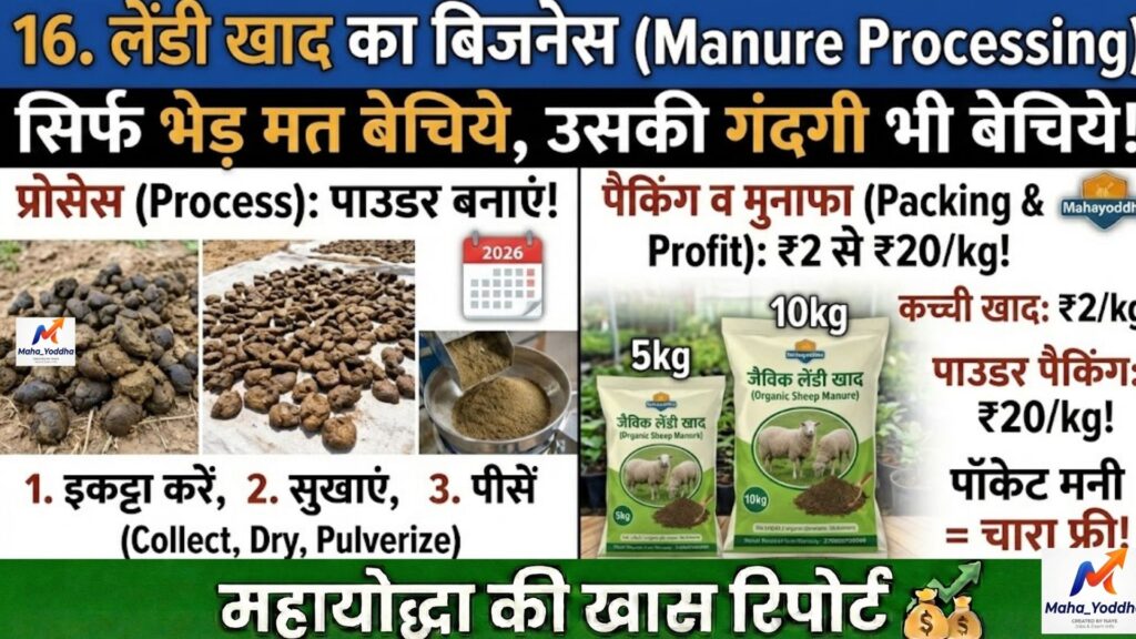 भेड़ पालन (Sheep Farming) 2026: कम पानी में मुनाफेदार मैडगयाल नस्ल की A to Z गाइड