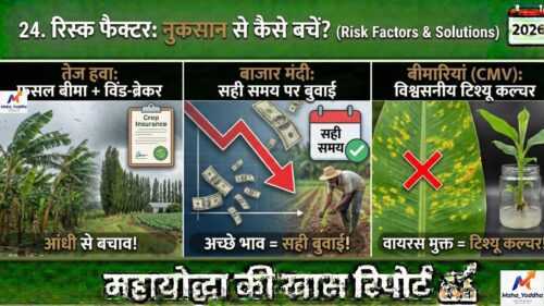 केले की खेती (Banana Farming)