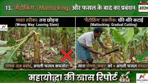 केले की खेती (Banana Farming)