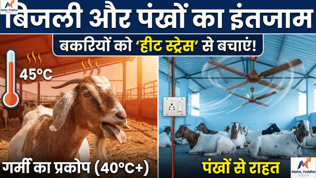 Goat Farming Shed Subsidy 2026