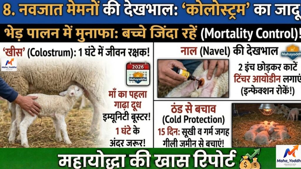 भेड़ पालन (Sheep Farming) 2026: कम पानी में मुनाफेदार मैडगयाल नस्ल की A to Z गाइड