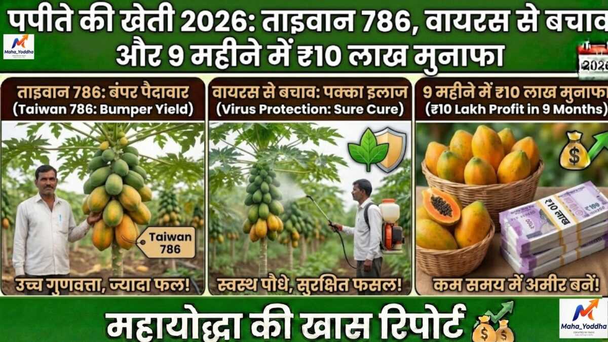 पपीते की खेती 2026: ताइवान 786, वायरस से बचाव और 9 महीने में ₹10 लाख मुनाफा