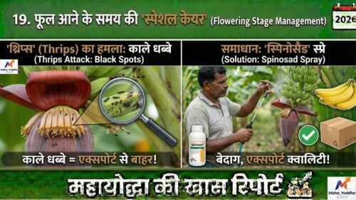 केले की खेती (Banana Farming)