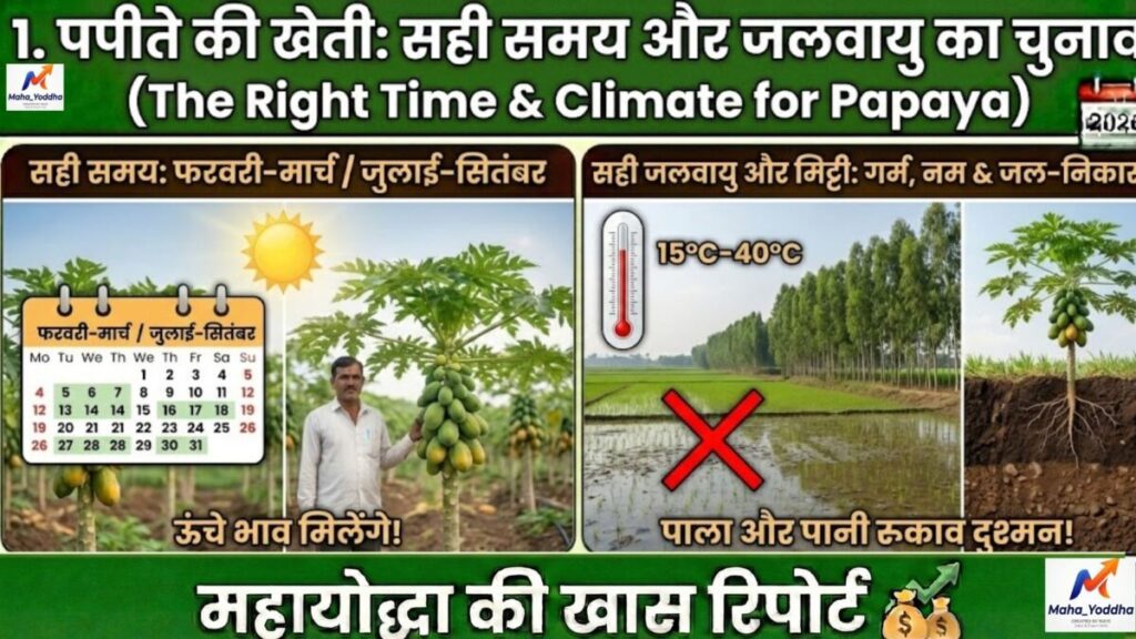 पपीते की खेती 2026: ताइवान 786, वायरस से बचाव और 9 महीने में ₹10 लाख मुनाफा