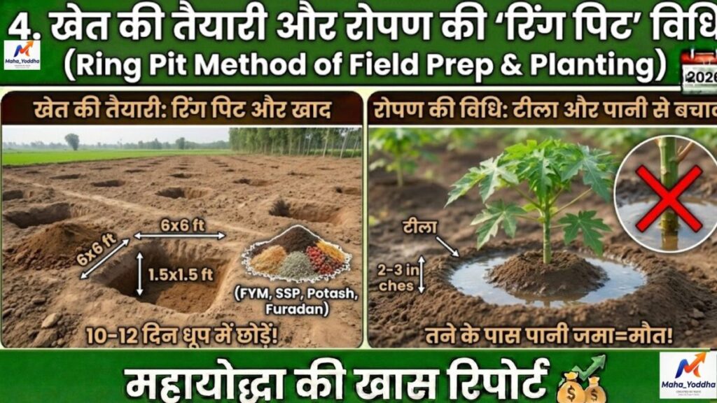 पपीते की खेती 2026: ताइवान 786, वायरस से बचाव और 9 महीने में ₹10 लाख मुनाफा