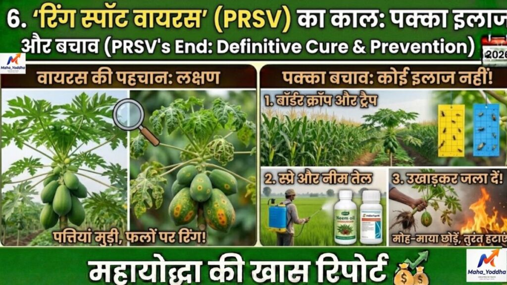 पपीते की खेती 2026: ताइवान 786, वायरस से बचाव और 9 महीने में ₹10 लाख मुनाफा