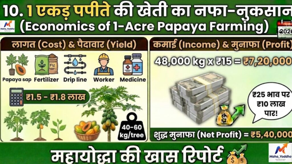 पपीते की खेती 2026: ताइवान 786, वायरस से बचाव और 9 महीने में ₹10 लाख मुनाफा