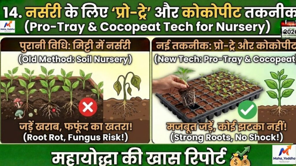 पपीते की खेती 2026: ताइवान 786, वायरस से बचाव और 9 महीने में ₹10 लाख मुनाफा