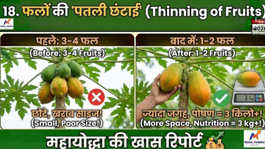 पपीते की खेती 2026: ताइवान 786, वायरस से बचाव और 9 महीने में ₹10 लाख मुनाफा