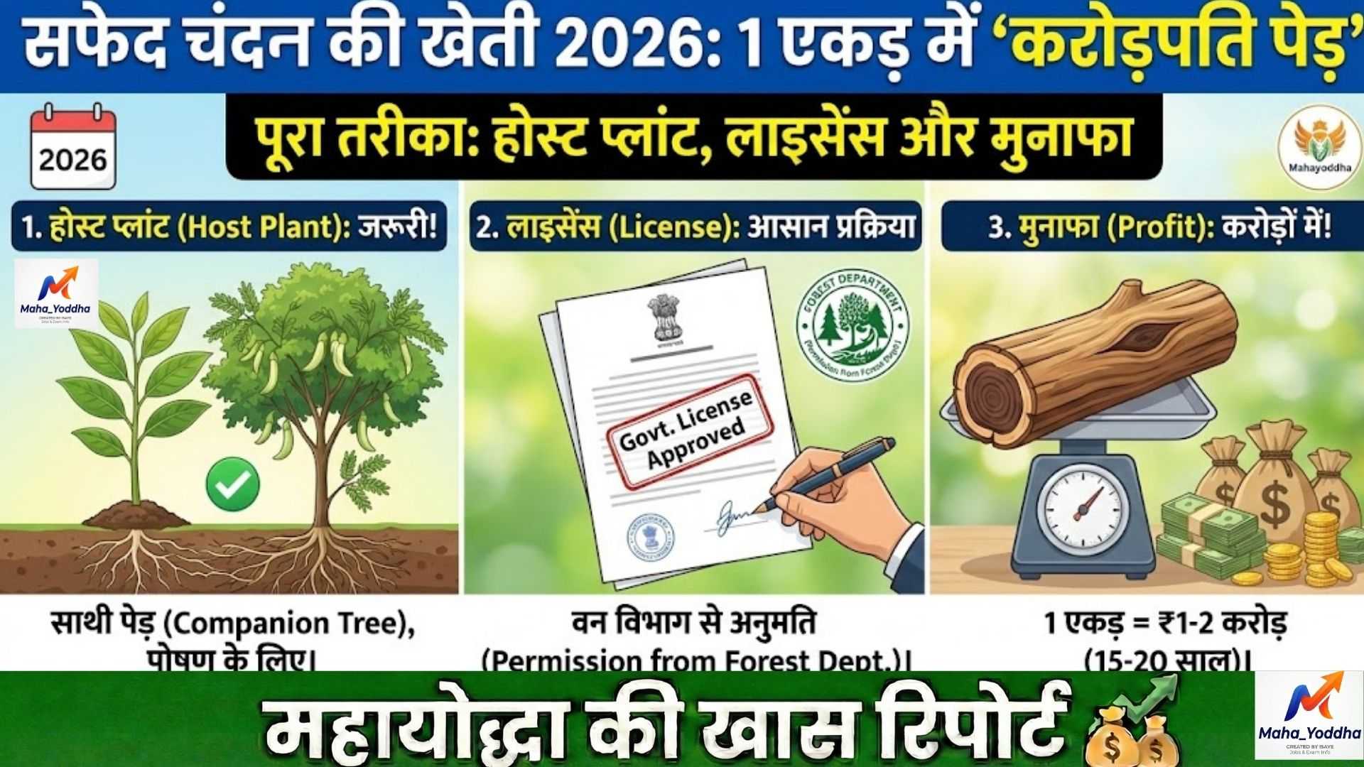सफेद चंदन की खेती 2026: 1 एकड़ में ‘करोड़पति पेड़’ लगाने का पूरा तरीका | होस्ट प्लांट, लाइसेंस और मुनाफा
