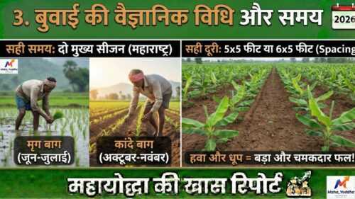 केले की खेती (Banana Farming)