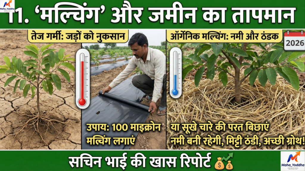 सीताफल की खेती (Custard Apple Farming)