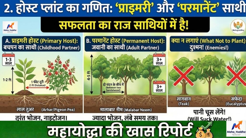 सफेद चंदन की खेती 2026: 1 एकड़ में ‘करोड़पति पेड़’ लगाने का पूरा तरीका | होस्ट प्लांट, लाइसेंस और मुनाफा