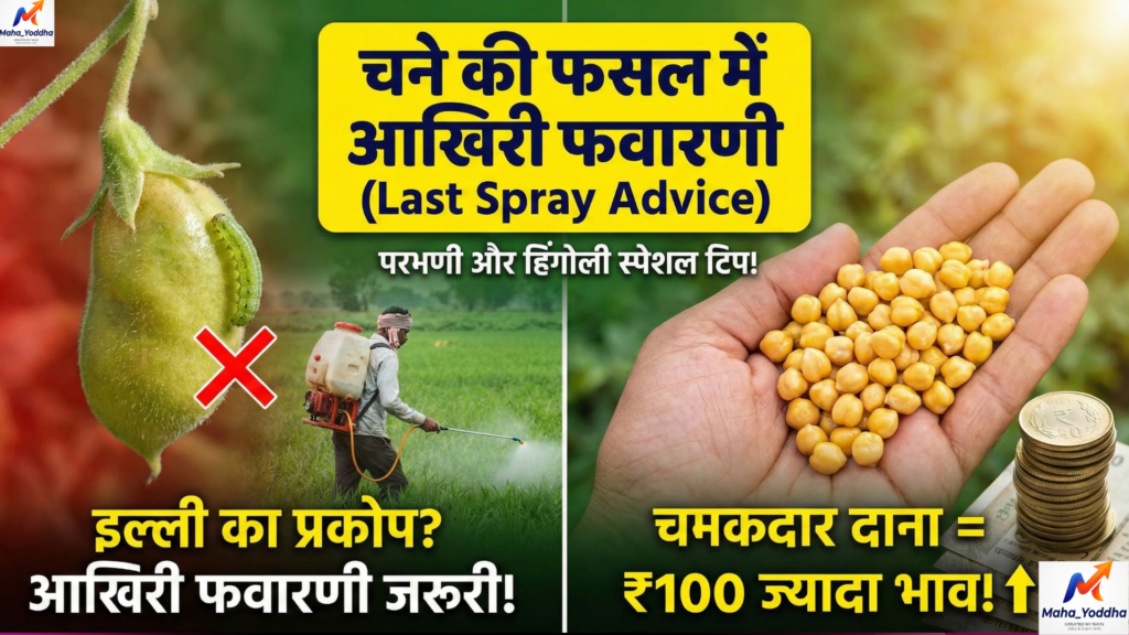 Chana Mandi Bhav 2026