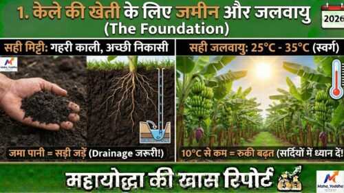 केले की खेती (Banana Farming)