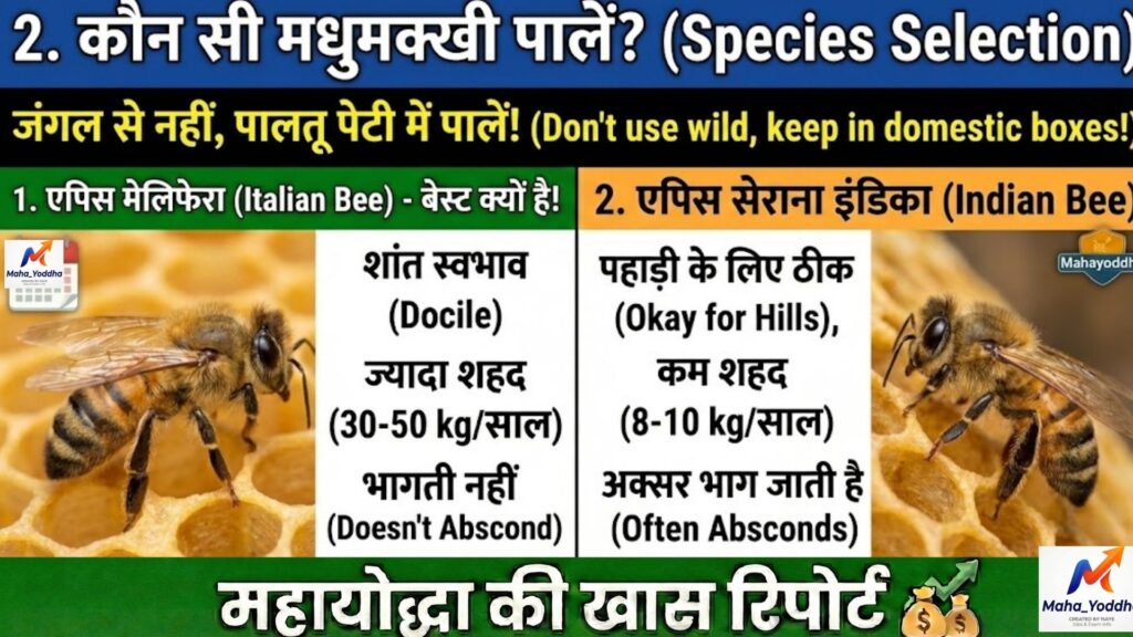 मधुमक्खी पालन (Apiculture) 2026: बिना जमीन खेती का मीठा बिजनेस | शहद से लाखों कमाई A to Z गाइड