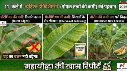 केले की खेती (Banana Farming)