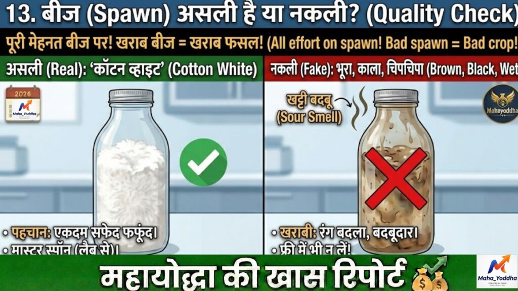 मिल्की मशरूम की खेती (Milky Mushroom Farming): 40°C गर्मी में ‘सफेद सोना’ उगाने का वैज्ञानिक तरीका | 10×10 कमरे से शुरुआत
