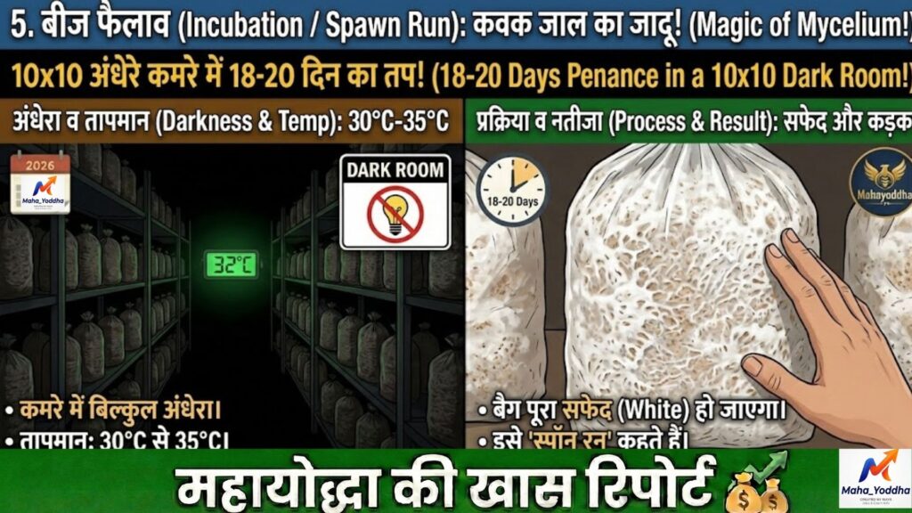मिल्की मशरूम की खेती (Milky Mushroom Farming): 40°C गर्मी में ‘सफेद सोना’ उगाने का वैज्ञानिक तरीका | 10×10 कमरे से शुरुआत