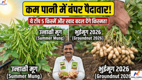 Summer Mung & Groundnut Farming 2026