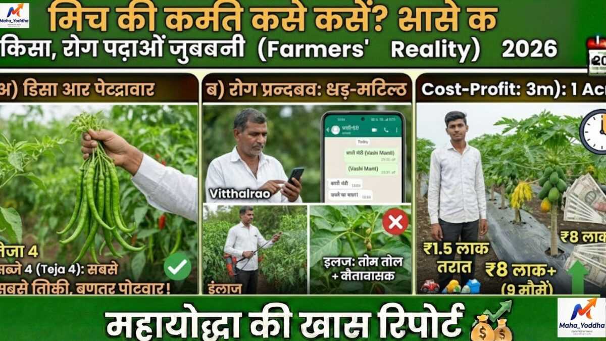 मिर्च की खेती कैसे करें?