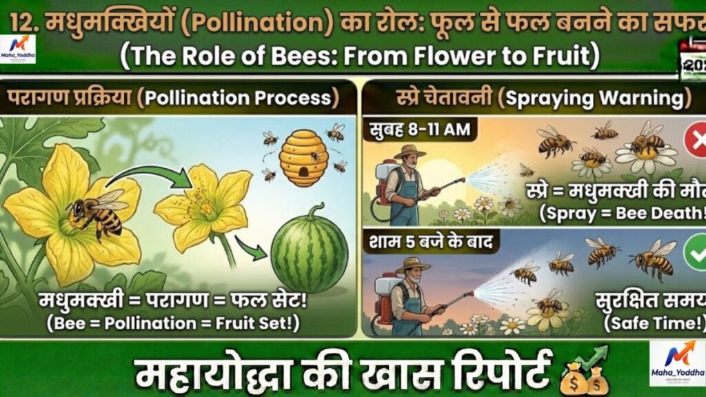 Watermelon Farming in India