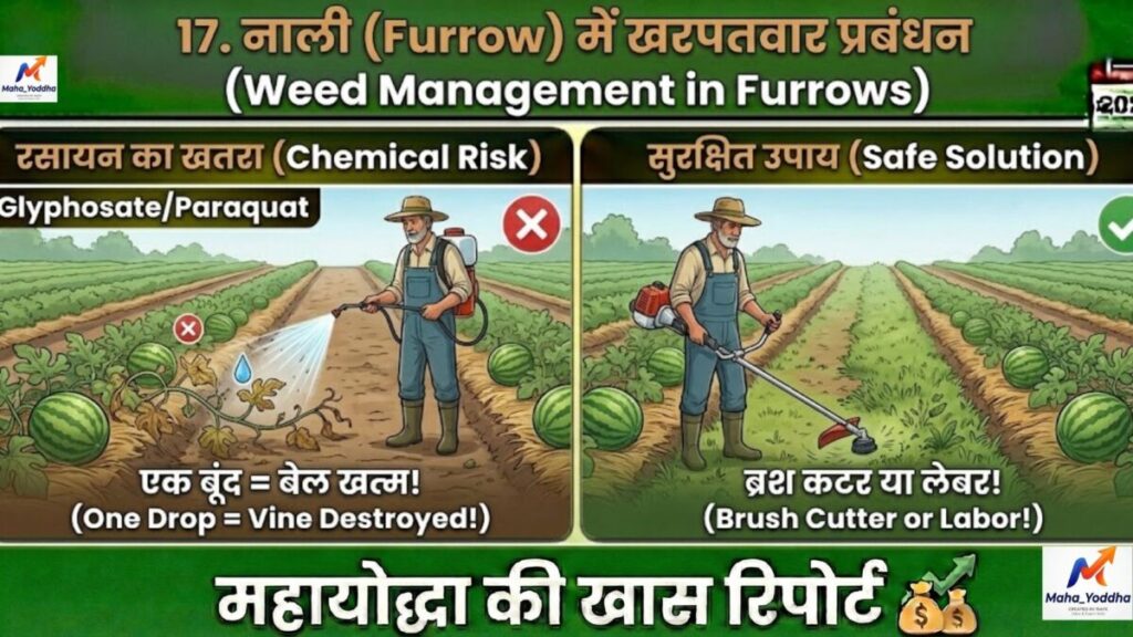 Watermelon Farming in India