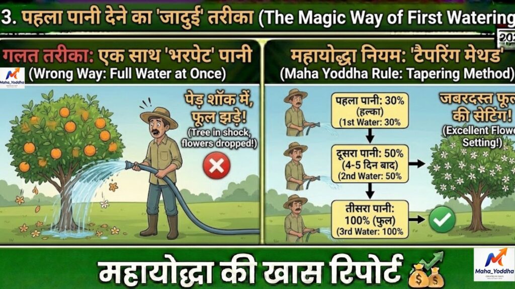 संत्रा अंबिया बहार 2026: फूल झड़ने से रोकने का पूरा प्लान, खाद-पानी-स्प्रे A to Z गाइड