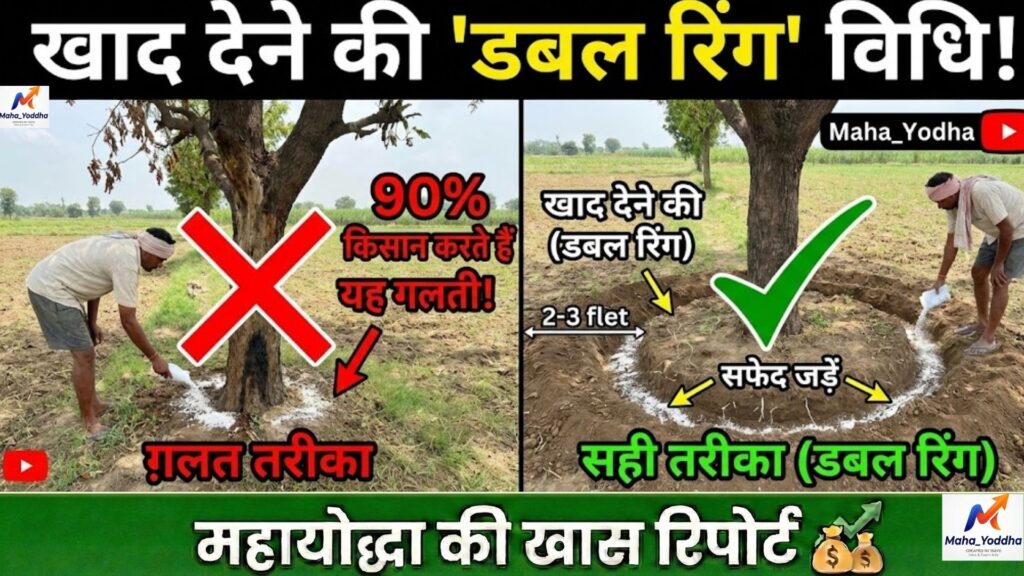 संत्रा अंबिया बहार 2026: फूल झड़ने से रोकने का पूरा प्लान, खाद-पानी-स्प्रे A to Z गाइड