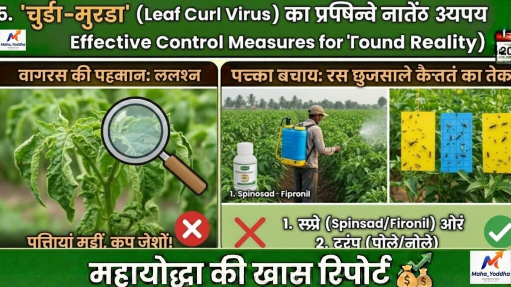 मिर्च की खेती कैसे करें?