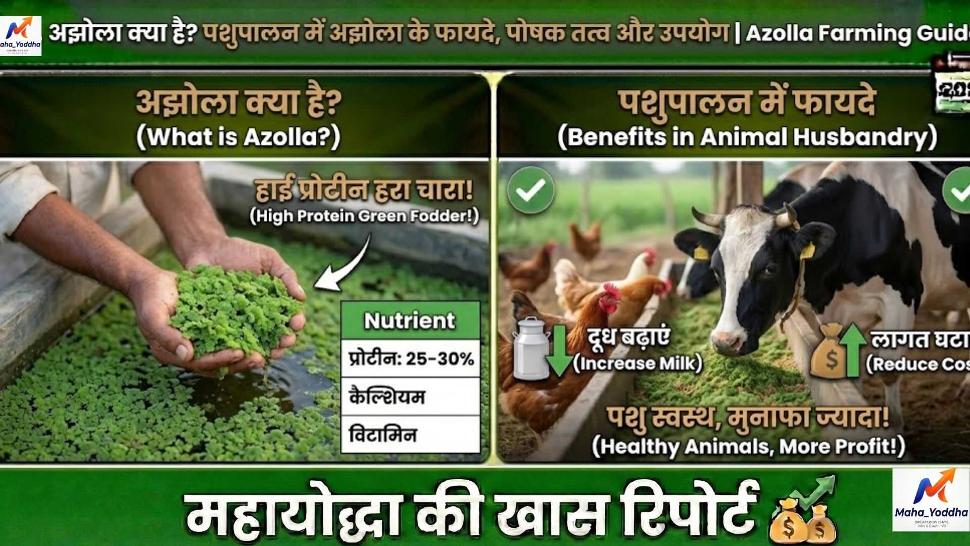 अझोला क्या है? पशुपालन में अझोला के फायदे, पोषक तत्व और उपयोग | Azolla Farming Guide