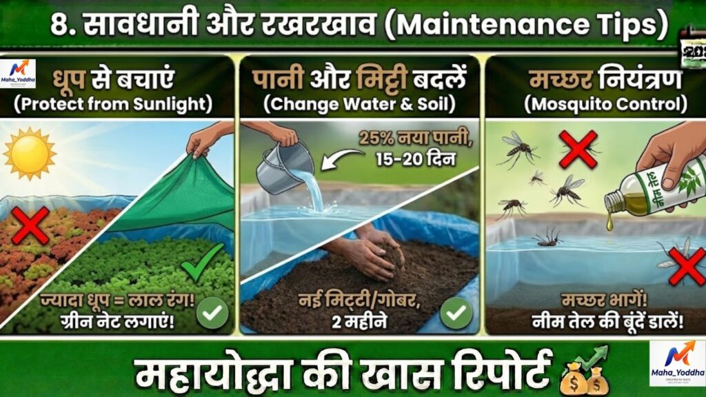 अझोला क्या है? पशुपालन में अझोला के फायदे, पोषक तत्व और उपयोग | Azolla Farming Guide