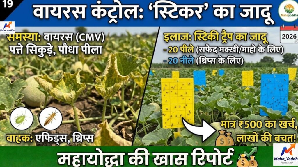 खरबूज की खेती: 90 दिनों में बंपर मुनाफा | उन्नत किस्में, देखभाल और रोग नियंत्रण गाइड