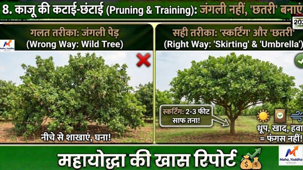 काजू की खेती (Cashew Farming): बंजर लाल जमीन से सफेद सोना, आधुनिक तकनीक और मुनाफे का पूरा गणित