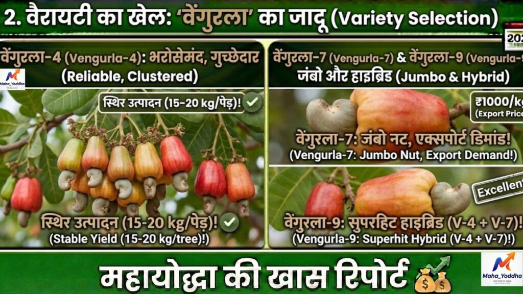 काजू की खेती (Cashew Farming): बंजर लाल जमीन से सफेद सोना, आधुनिक तकनीक और मुनाफे का पूरा गणित