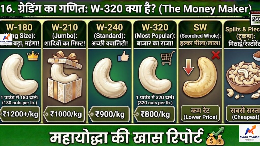 काजू की खेती (Cashew Farming): बंजर लाल जमीन से सफेद सोना, आधुनिक तकनीक और मुनाफे का पूरा गणित