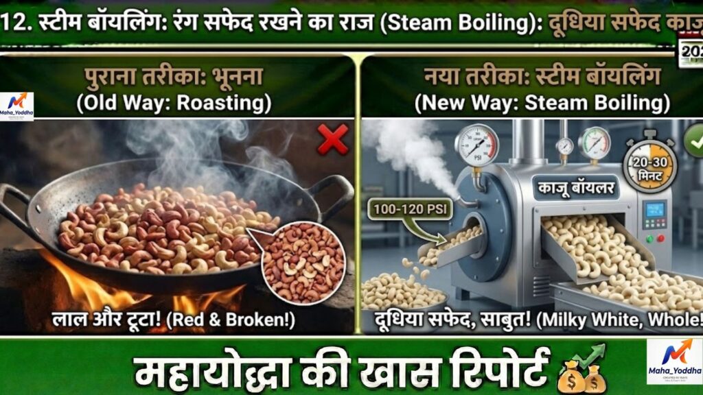 काजू की खेती (Cashew Farming): बंजर लाल जमीन से सफेद सोना, आधुनिक तकनीक और मुनाफे का पूरा गणित